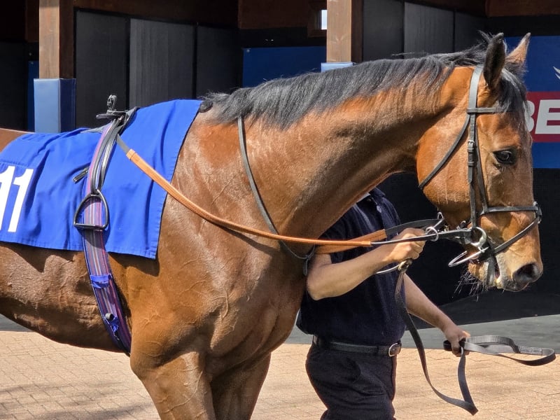 Parade Ring