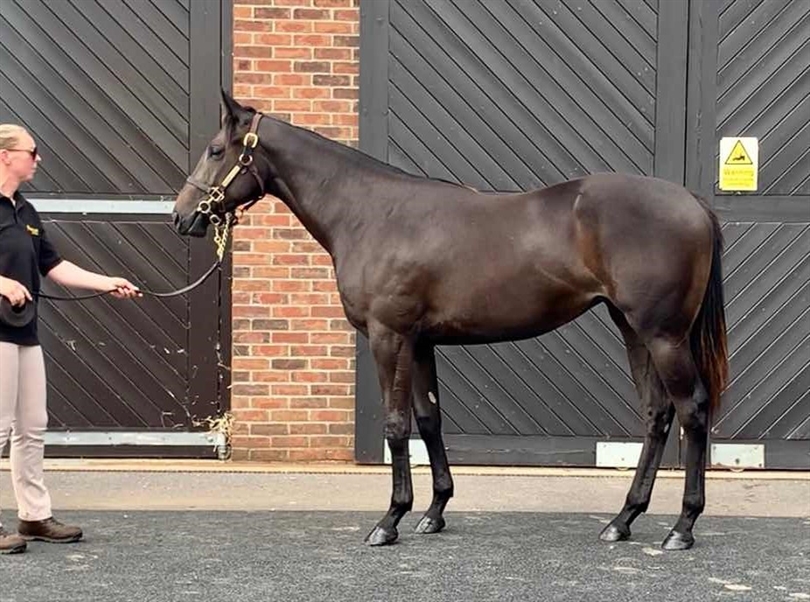 The Coffee Pod Dot Co racehorse