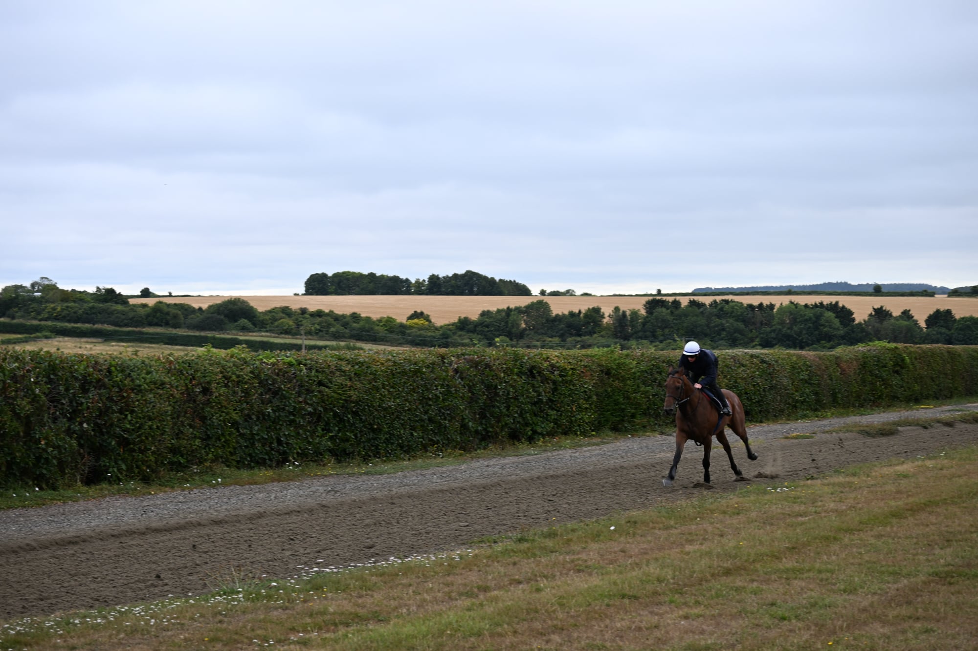 The Coffee Pod horse