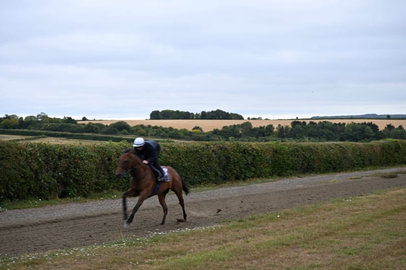 The Coffee Pod horse