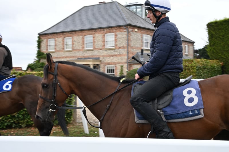 The Coffee Pod horse