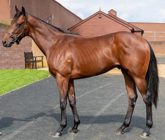 Our Horse The Coffee Pod