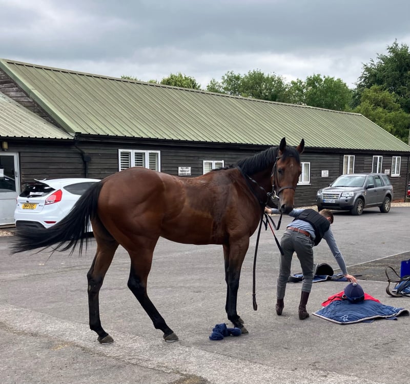 The Coffee Pod horse