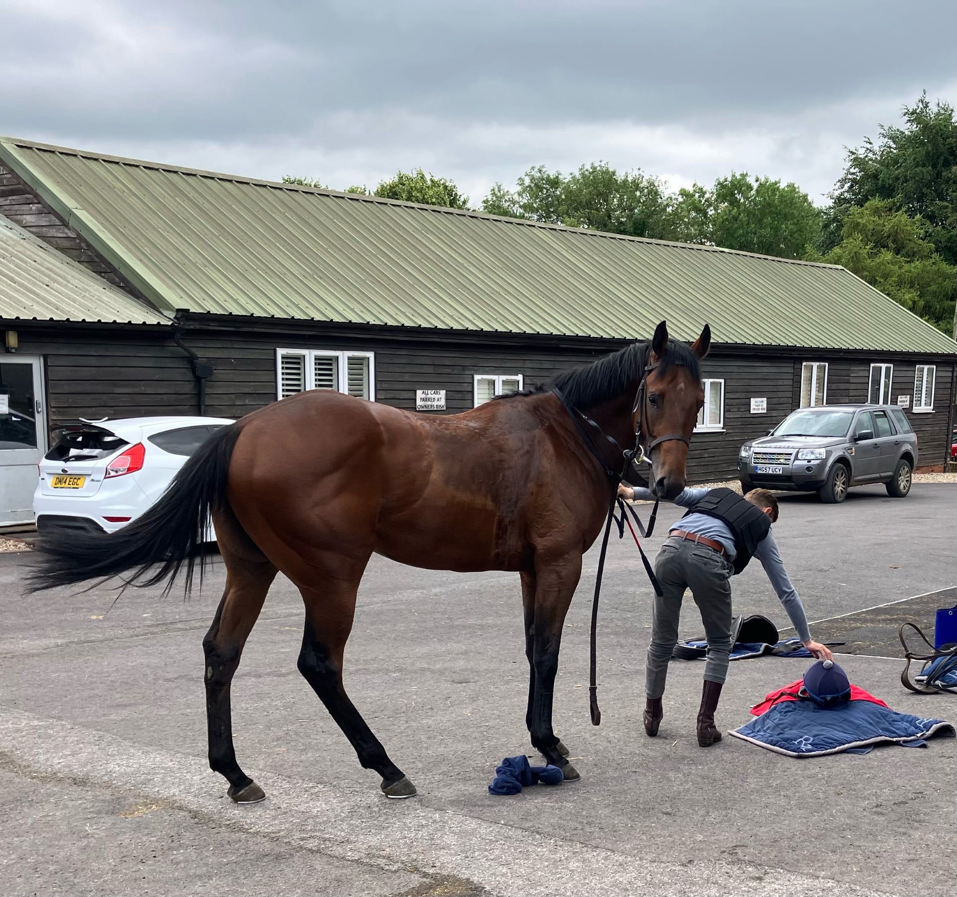 The Coffee Pod horse
