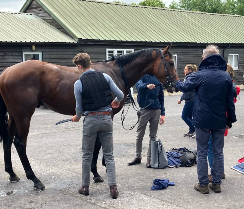 The Coffee Pod horse